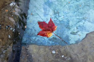 IMG_2650-300x200